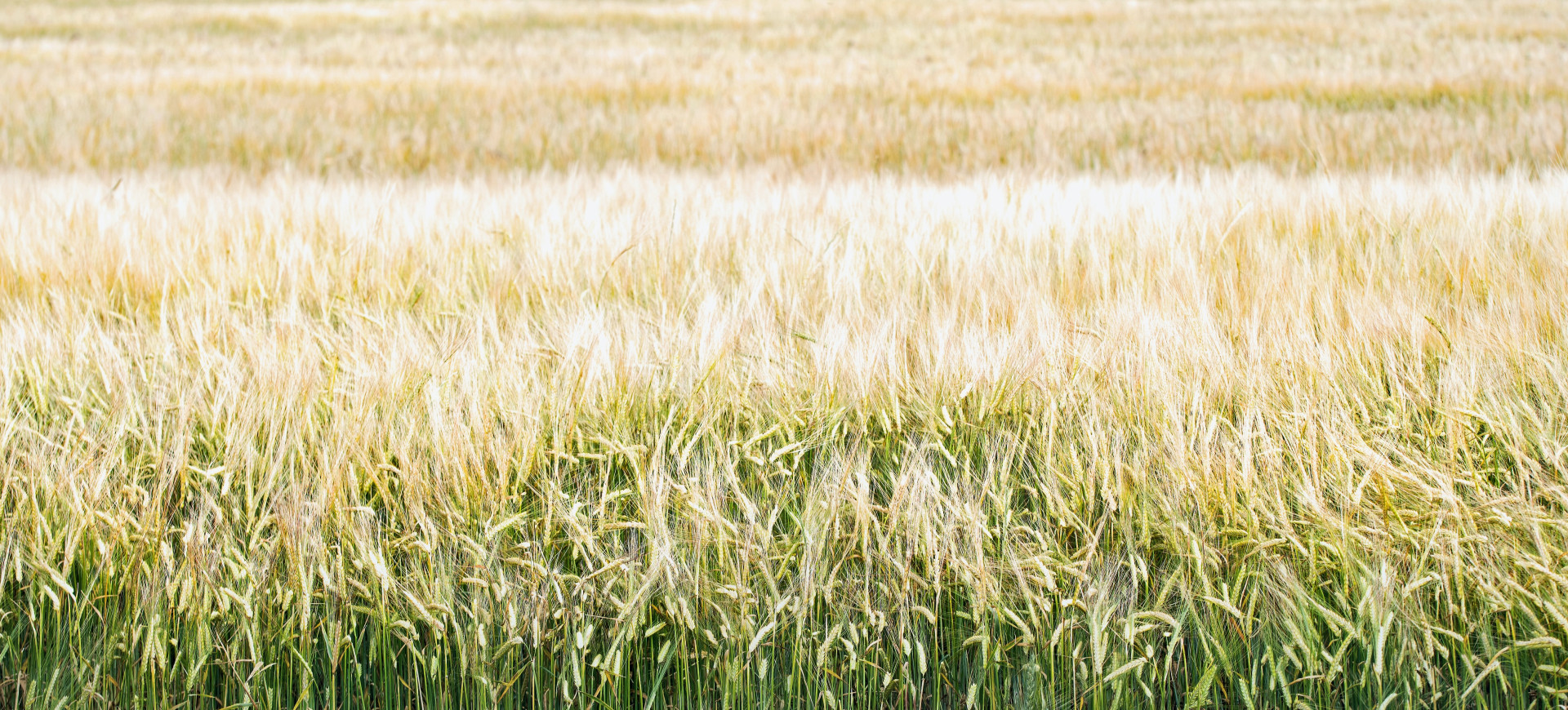 Natural Fibre Composites